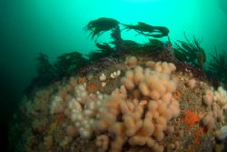 Dead mens fingers, Isle of lewis Scotland. 10.5mm with tw... by Derek Haslam 